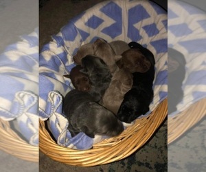 Labrador Retriever Litter for sale in W MILLGROVE, OH, USA
