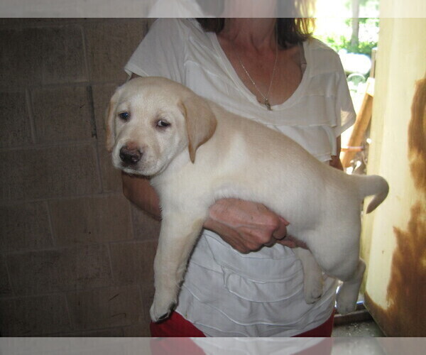 Medium Photo #1 Labrador Retriever Puppy For Sale in ATHOL, MA, USA