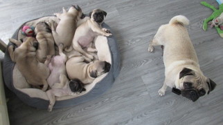 Pug Litter for sale in ROUND ROCK, TX, USA