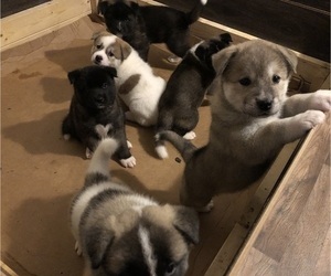 Akita Litter for sale in REEDS SPRING, MO, USA