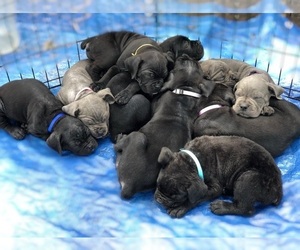 Cane Corso Litter for sale in WINNABOW, NC, USA