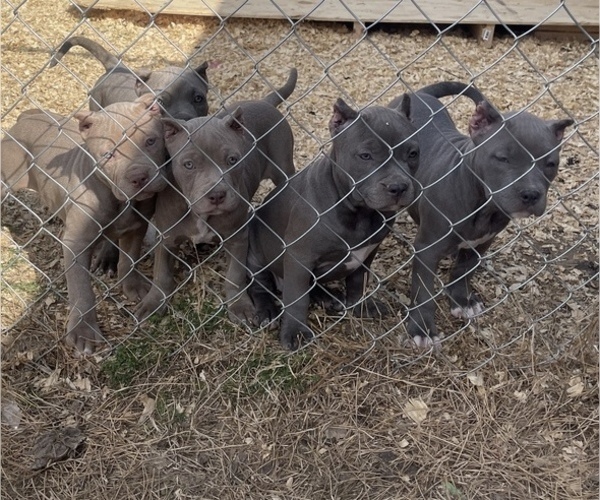 Medium Photo #1 American Bully Puppy For Sale in FORT SMITH, AR, USA