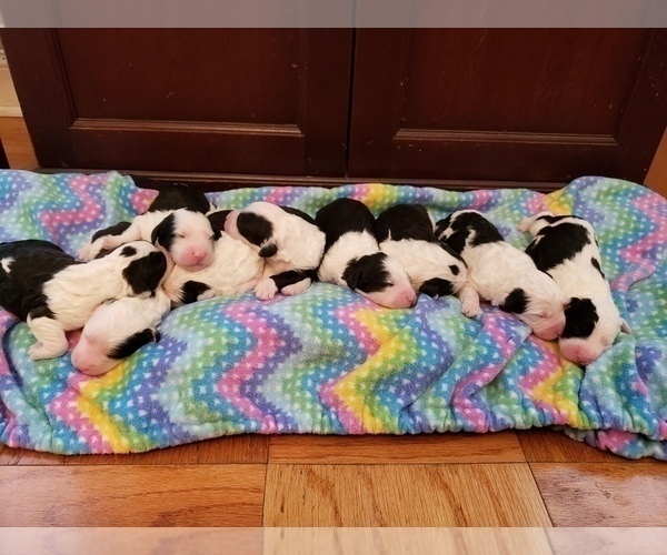 Medium Photo #1 Sheepadoodle Puppy For Sale in TAMPA, FL, USA