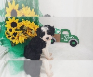 Aussie-Poo-Aussiedoodle Mix Litter for sale in COLLEGE STA, TX, USA