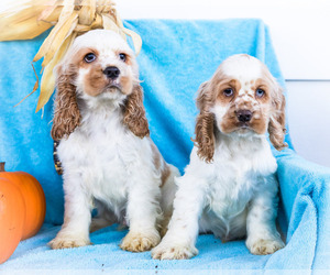 Cocker Spaniel-Poodle (Miniature) Mix Litter for sale in WAKARUSA, IN, USA