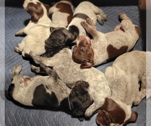 German Shorthaired Pointer Litter for sale in WEST GLOVER, VT, USA