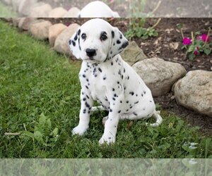 Dalmatian Litter for sale in MILLERSBURG, OH, USA