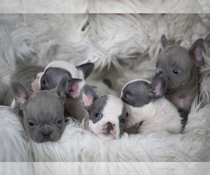 French Bulldog Litter for sale in HOLMEN, WI, USA