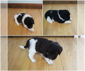 Newfypoo Litter for sale in EVART, MI, USA