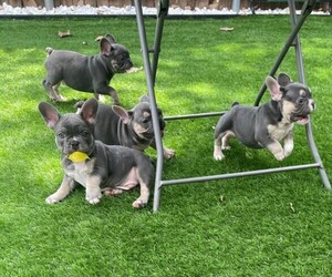 French Bulldog Litter for sale in LUCAS, TX, USA