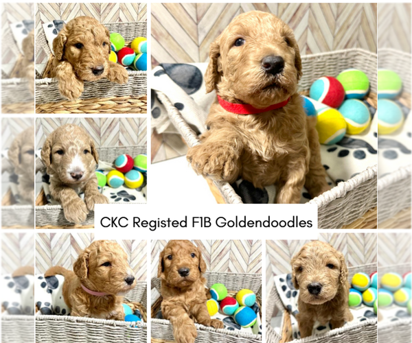 Medium Photo #1 Goldendoodle Puppy For Sale in CONWAY, SC, USA