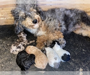 Poodle (Miniature) Litter for sale in MUNFORDVILLE, KY, USA