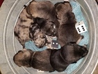 Small Photo #1 Norwegian Elkhound-Siberian Husky Mix Puppy For Sale in BRAYMER, MO, USA