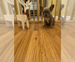 French Bulldog Litter for sale in HOUSTON, TX, USA