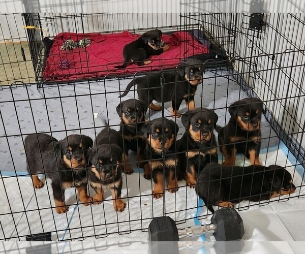 Medium Photo #1 Rottweiler Puppy For Sale in UPPER MARLBORO, MD, USA