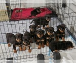 Small Photo #1 Rottweiler Puppy For Sale in UPPER MARLBORO, MD, USA