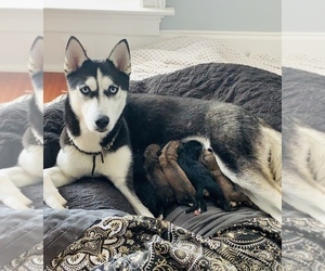 Boxer-Siberian Husky Mix Litter for sale in MYRTLE BEACH, SC, USA