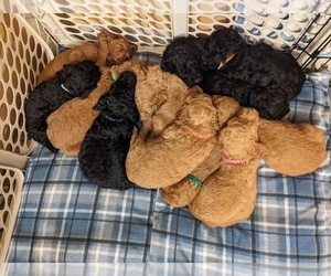 Poodle (Standard) Litter for sale in OSCEOLA, PA, USA
