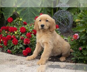 Golden Retriever Litter for sale in SUGARCREEK, OH, USA