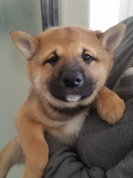 Medium Photo #1 Shiba Inu Puppy For Sale in LANCASTER, CA, USA