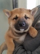 Small Photo #1 Shiba Inu Puppy For Sale in LANCASTER, CA, USA