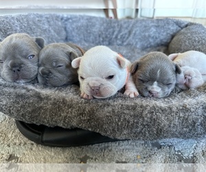 French Bulldog Litter for sale in REDWOOD CITY, CA, USA