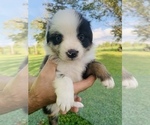 Small Photo #1 Australian Shepherd Puppy For Sale in CHARLESTOWN, IN, USA