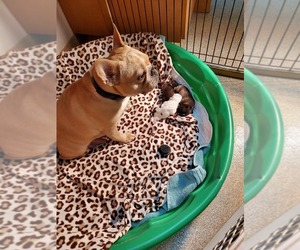 French Bulldog Litter for sale in MONTGOMERY, AL, USA