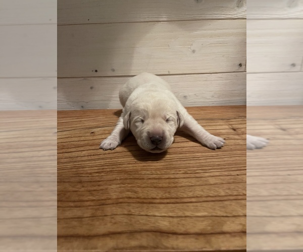 Medium Photo #1 Labrador Retriever Puppy For Sale in REIDSVILLE, GA, USA