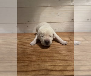 Labrador Retriever Litter for sale in REIDSVILLE, GA, USA