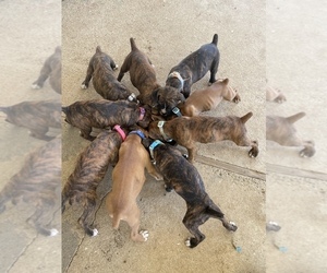 Boxer Litter for sale in RANCHO CUCAMONGA, CA, USA