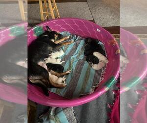 German Shepherd Dog-Siberian Husky Mix Litter for sale in HOLTON, MI, USA