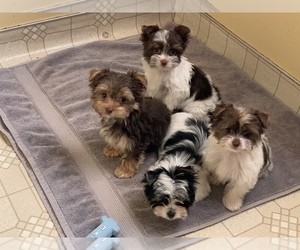 Yorkshire Terrier Litter for sale in SACRAMENTO, CA, USA