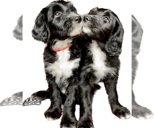 Goldendoodle-Old English Sheepdog Mix Litter for sale in NASHVILLE, IN, USA