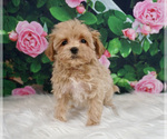 Small Photo #1 Maltipoo Puppy For Sale in WARSAW, IN, USA