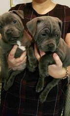 Staffordshire Bull Terrier Litter for sale in SAN DIEGO, CA, USA