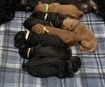Small Photo #1 Goldendoodle Puppy For Sale in NORTH MYRTLE BEACH, SC, USA