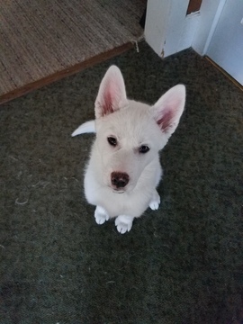 Medium Photo #1 Siberian Husky Puppy For Sale in ILION, NY, USA