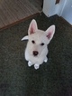 Small Photo #1 Siberian Husky Puppy For Sale in ILION, NY, USA