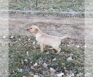 Labrador Retriever Litter for sale in TWIN FALLS, ID, USA