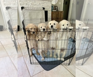 Goldendoodle Litter for sale in ROCKWALL, TX, USA