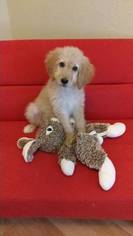 Goldendoodle Litter for sale in RIVERVIEW, FL, USA