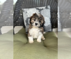 ShihPoo Litter for sale in BOWLING GREEN, KY, USA