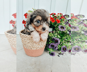 Aussiedoodle Miniature  Litter for sale in LEBANON, MO, USA
