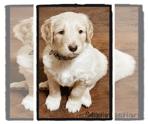 Double Doodle Litter for sale in GROVER BEACH, CA, USA