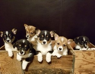 View Ad Pembroke Welsh Corgi Litter Of Puppies For Sale Near