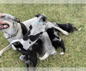 Australian Cattle Dog Litter for sale in ALTAMONT, KS, USA