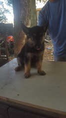 German Shepherd Dog Litter for sale in HEMPSTEAD, TX, USA