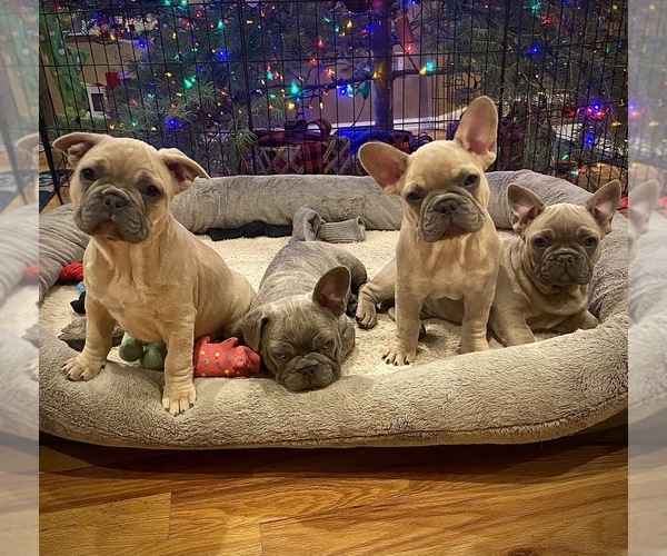 Medium Photo #1 French Bulldog Puppy For Sale in PUEBLO, CO, USA