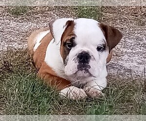 English Bulldog Litter for sale in GREEN FOREST, AR, USA